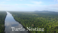 Turtle watching Beach in Costa Rica