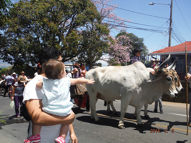 Oxcart