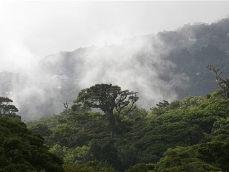 Cloud forest in Costa Rica