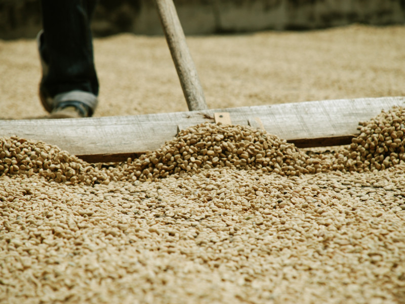 coffee beans in Costa Rica