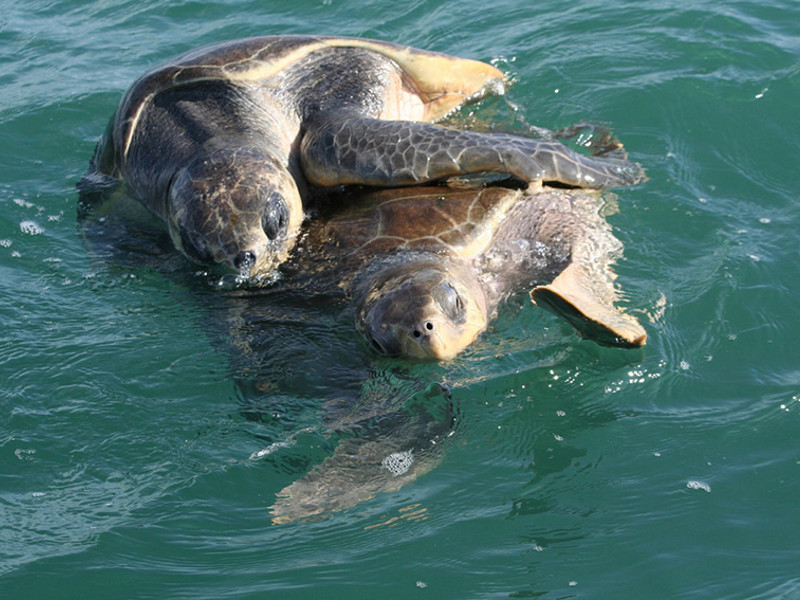 Turtles in Costa Rica